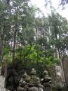Cedar forest cementery * 450 x 600 * (214KB)
